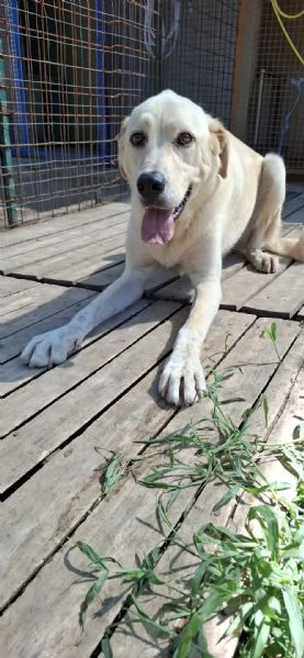 CREMINO - simil labrador di 1 anno e mezzo | Foto 1