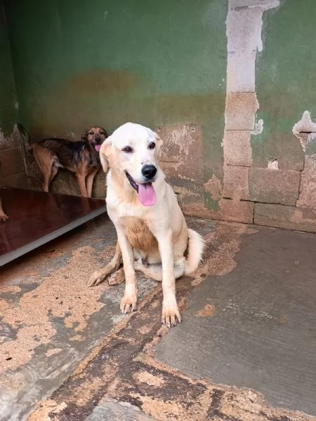 CREMINO - simil labrador di 1 anno e mezzo | Foto 0