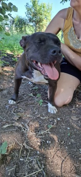 MILA - simil pitbull di 6 anni e mezzo | Foto 3
