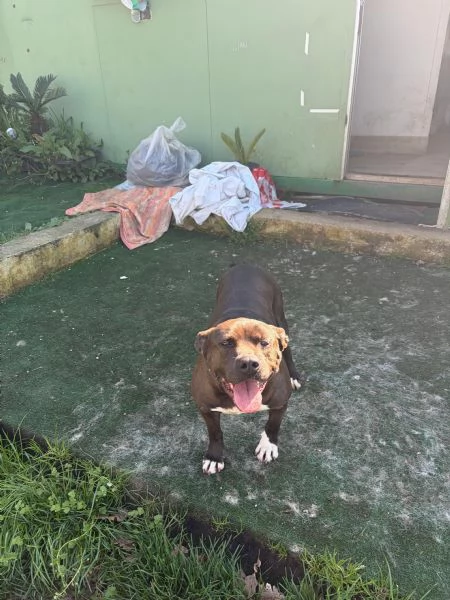 MILA - simil pitbull di 6 anni e mezzo