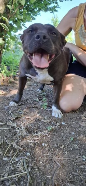 MILA - simil pitbull di 6 anni e mezzo | Foto 2
