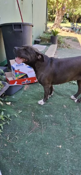 MILA - simil pitbull di 6 anni e mezzo | Foto 1