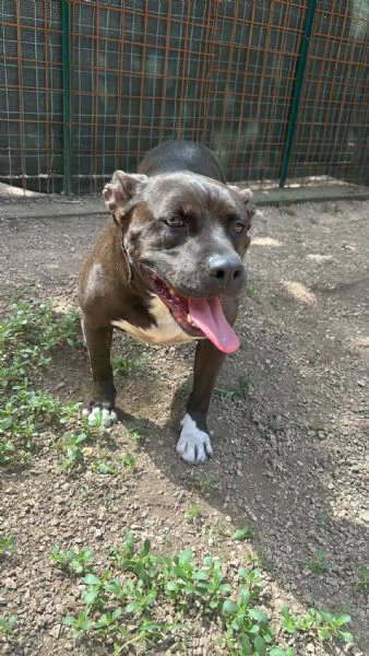 MILA - simil pitbull di 6 anni e mezzo | Foto 0