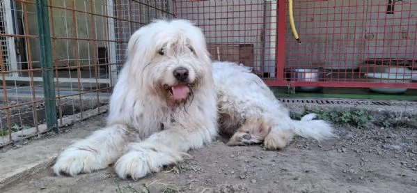 NAPOLEONE - cagnolone di 8 anni