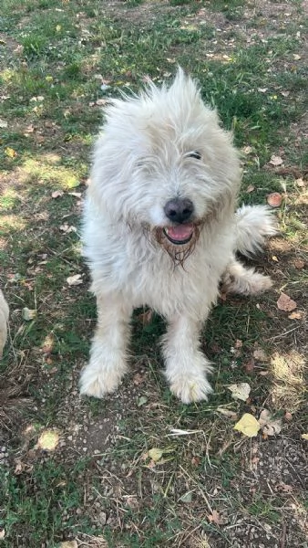 NAPOLEONE - cagnolone di 8 anni | Foto 5