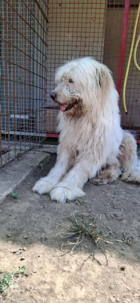 NAPOLEONE - cagnolone di 8 anni | Foto 4