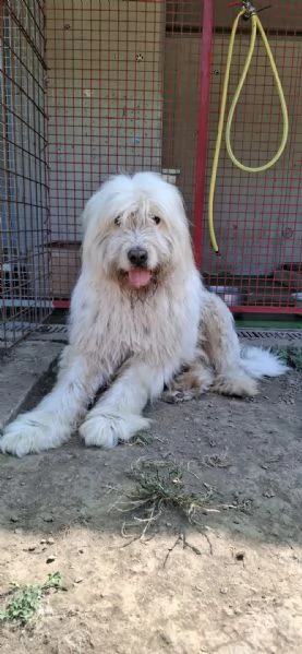 NAPOLEONE - cagnolone di 8 anni | Foto 3