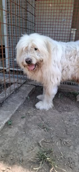 NAPOLEONE - cagnolone di 8 anni | Foto 2