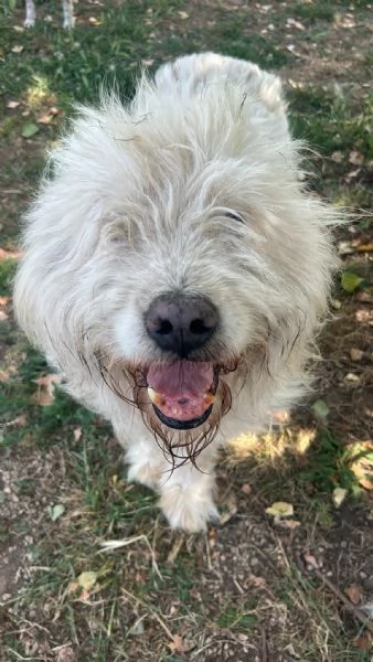 NAPOLEONE - cagnolone di 8 anni | Foto 1