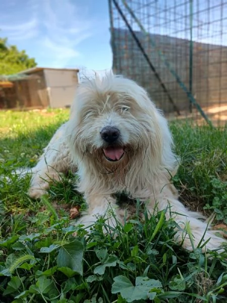 NAPOLEONE - cagnolone di 8 anni | Foto 0