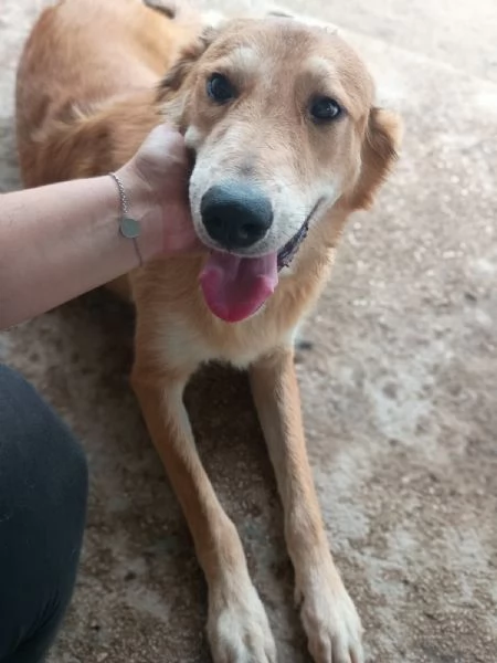 LESSIE - cagnolina di 1 anno | Foto 1