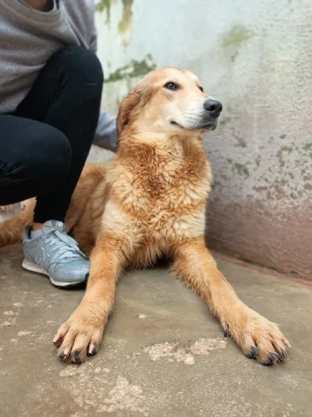 LESSIE - cagnolina di 1 anno | Foto 0