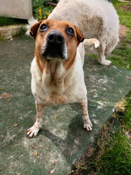 CLARA - cagnolina di 6 anni | Foto 3