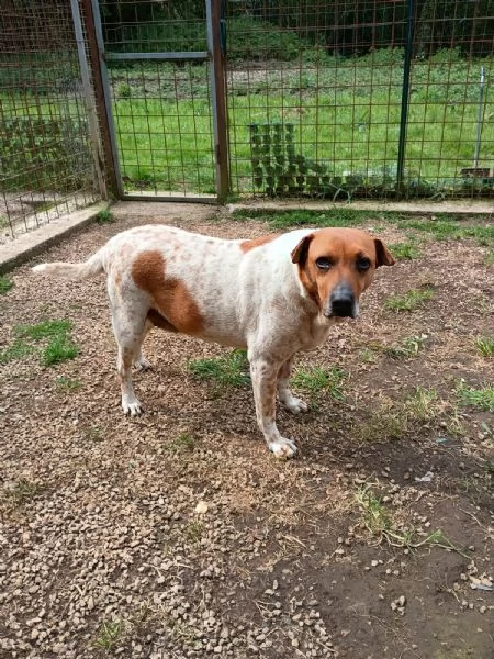 CLARA - cagnolina di 6 anni | Foto 2