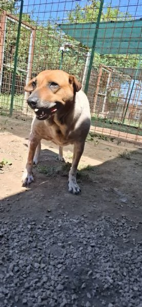 CLARA - cagnolina di 6 anni | Foto 1