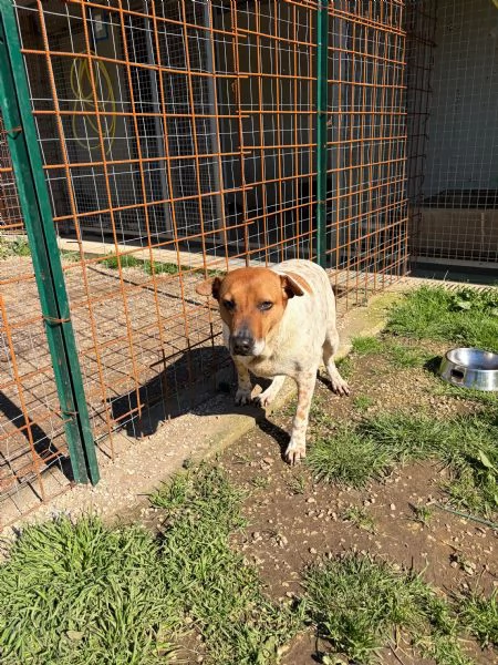 CLARA - cagnolina di 6 anni