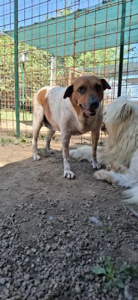 CLARA - cagnolina di 6 anni | Foto 0