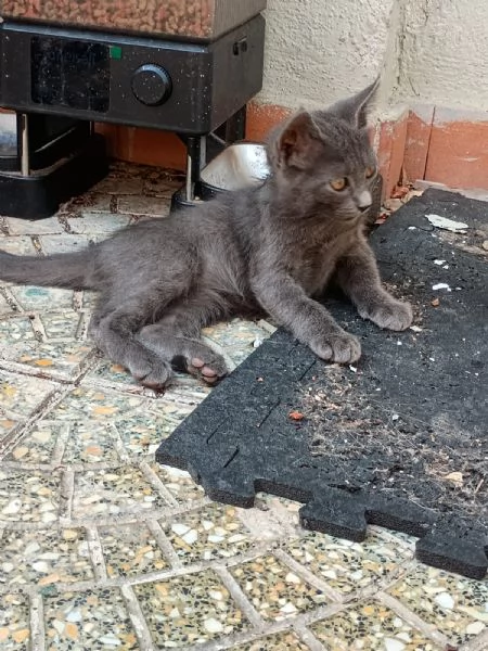 LEIA - gattina certosina di 2 mesi | Foto 3