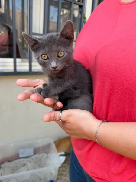 LEIA - gattina certosina di 2 mesi | Foto 2