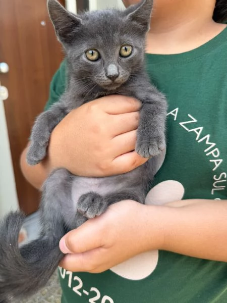 LEIA - gattina certosina di 2 mesi | Foto 1