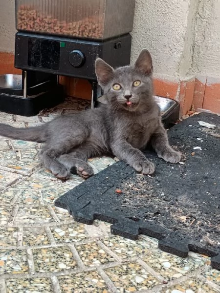 LEIA - gattina certosina di 2 mesi | Foto 0