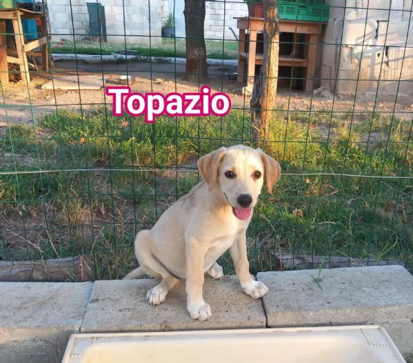 CUCCIOLI DI 3 MESI