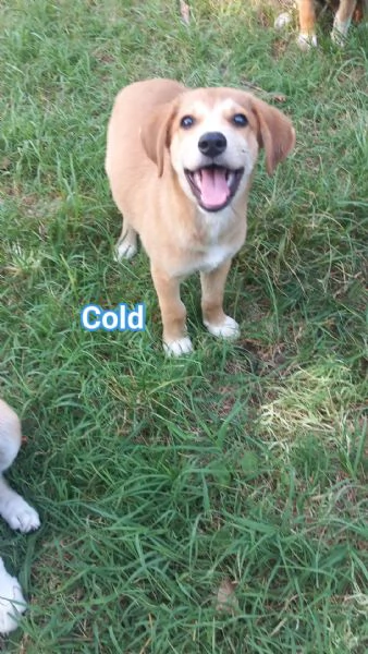 CUCCIOLI DI 3 MESI | Foto 2