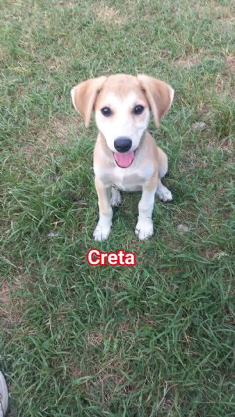 CUCCIOLI DI 3 MESI | Foto 1