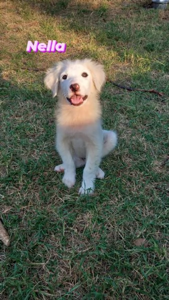 CUCCIOLI DI 3 MESI | Foto 0