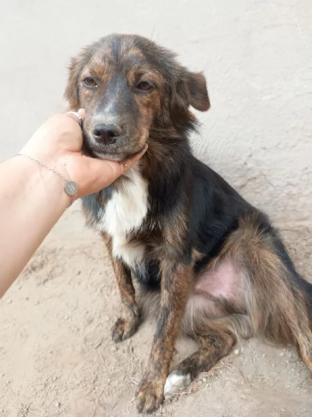 PORTOS - cagnolino di 1 anno | Foto 1