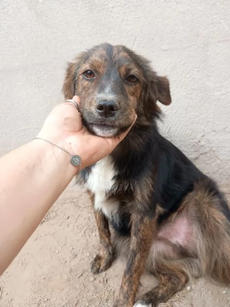 PORTOS - cagnolino di 1 anno | Foto 0