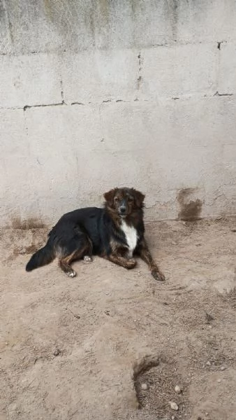 PORTOS - cagnolino di 1 anno