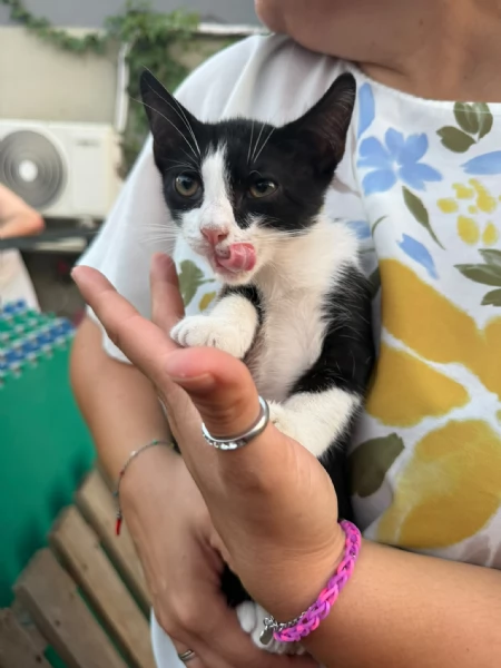 KYLE - gattina di 3 mesi | Foto 1