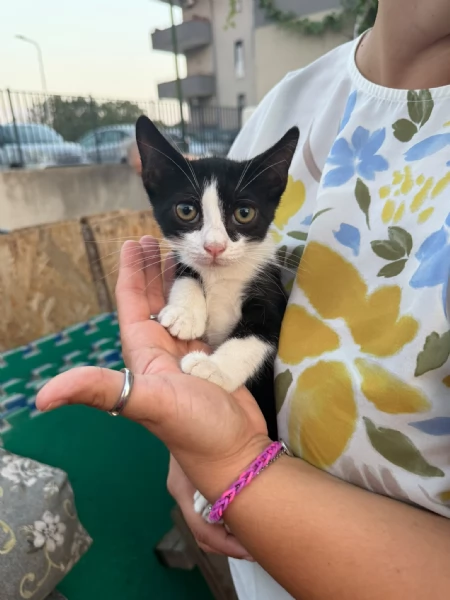 KYLE - gattina di 3 mesi | Foto 0