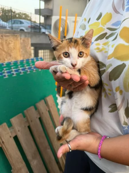 PRETTY - gattina di 3 mesi | Foto 1