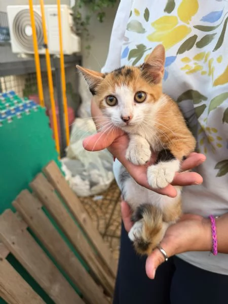 PRETTY - gattina di 3 mesi | Foto 0