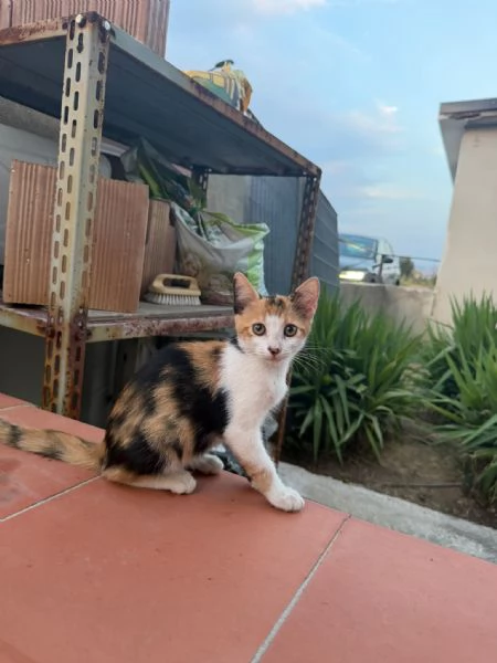PRETTY - gattina di 3 mesi