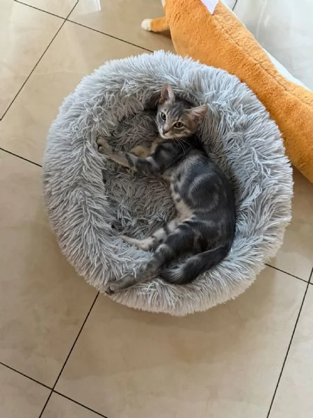 PRINCIPE - gattino di 3 mesi | Foto 6
