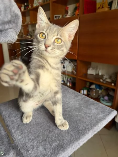 PRINCIPE - gattino di 3 mesi | Foto 5