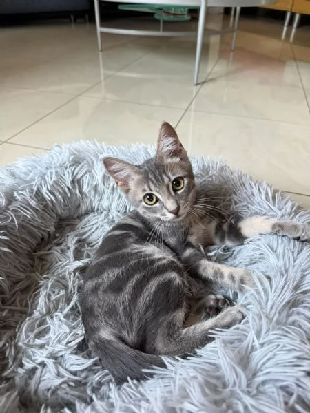 PRINCIPE - gattino di 3 mesi | Foto 4