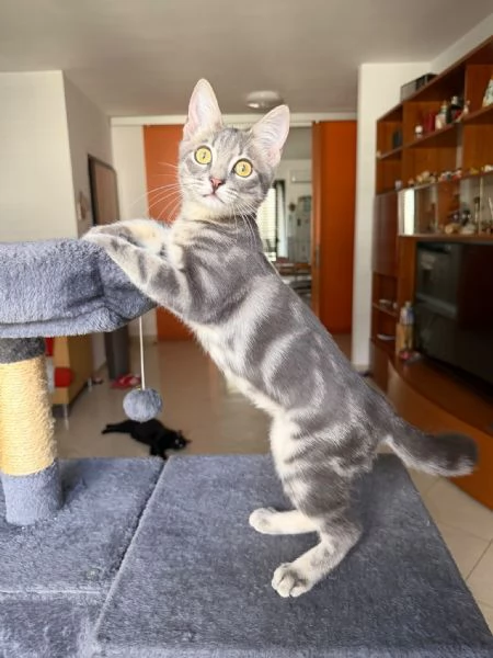 PRINCIPE - gattino di 3 mesi | Foto 3