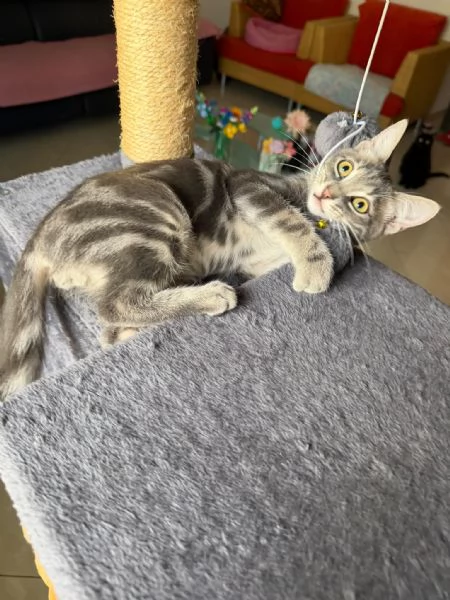 PRINCIPE - gattino di 3 mesi | Foto 2