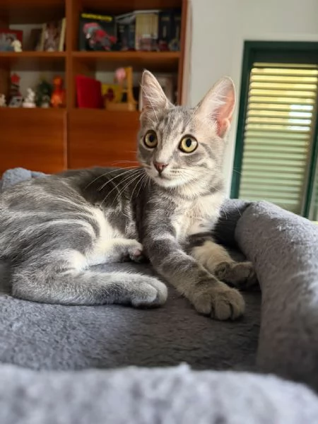 PRINCIPE - gattino di 3 mesi | Foto 1
