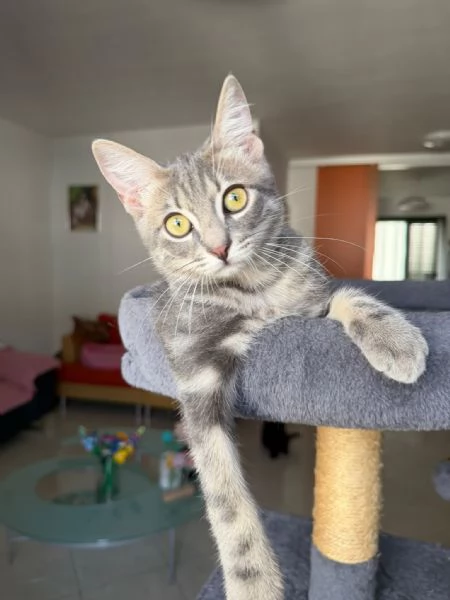 PRINCIPE - gattino di 3 mesi | Foto 0