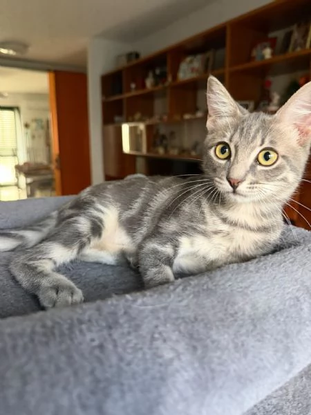 PRINCIPE - gattino di 3 mesi