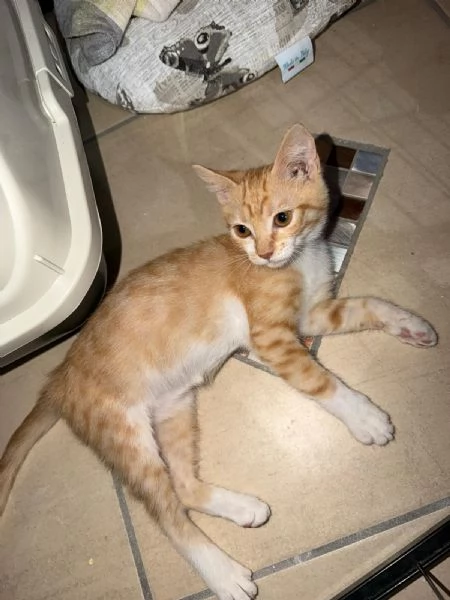 ECLISSI - gattina di 2 mesi | Foto 0