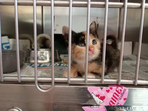 LIZZIE - gattina di 2 mesi