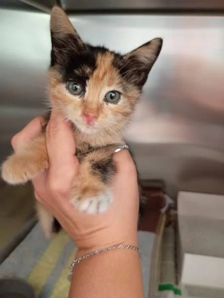 LIZZIE - gattina di 2 mesi | Foto 1