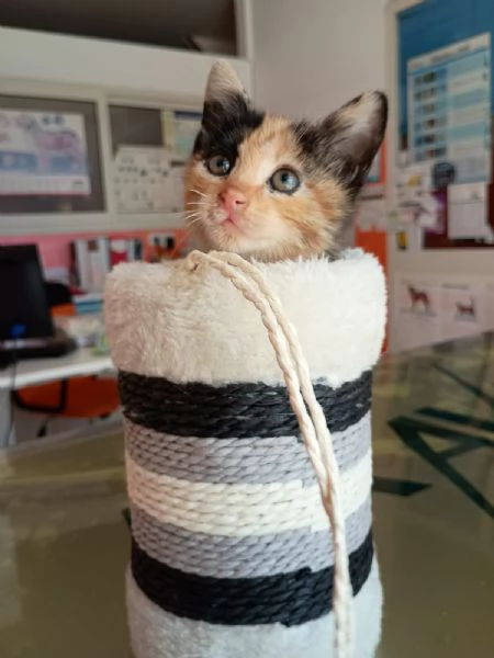 LIZZIE - gattina di 2 mesi | Foto 0