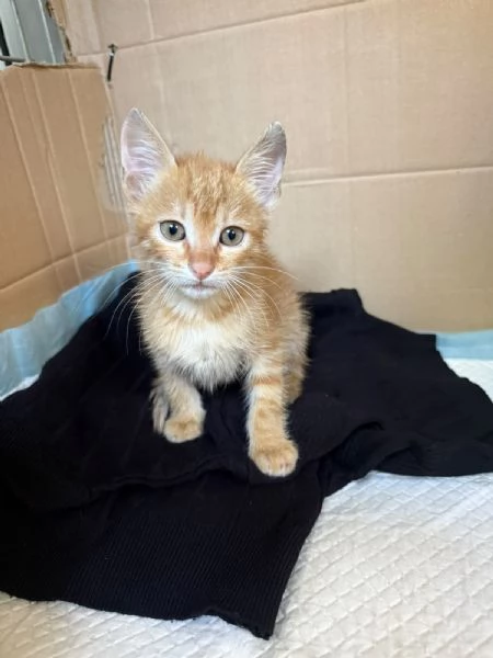 KUMAL - gattino di 2 mesi | Foto 0